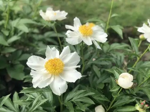 赤芍白芍之辨胡世林