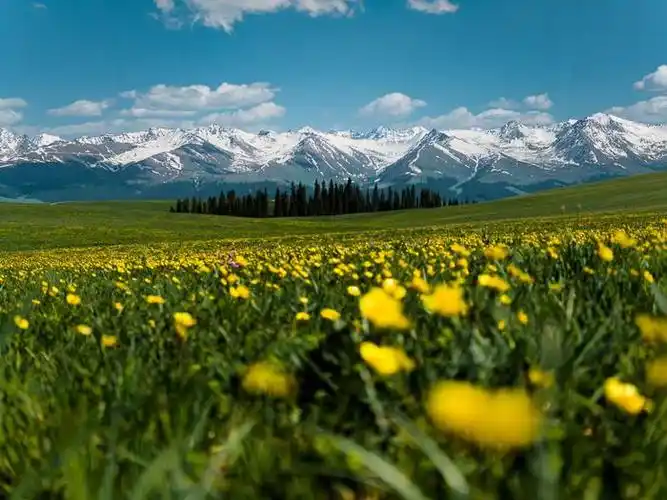 一半是草绿～作为典型的山地草甸类型草原