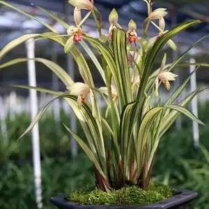 福隆兰花苗建兰中透线艺铭品福z隆金边兰草室内阳台办公绿植原盆