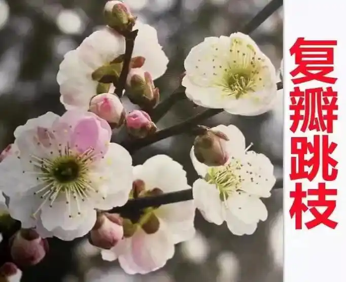 红须朱砂梅花 #红梅 #品种梅花苗 #红梅 以上品种梅花小 - 抖音