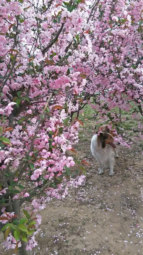 十里桃花,青丘狐