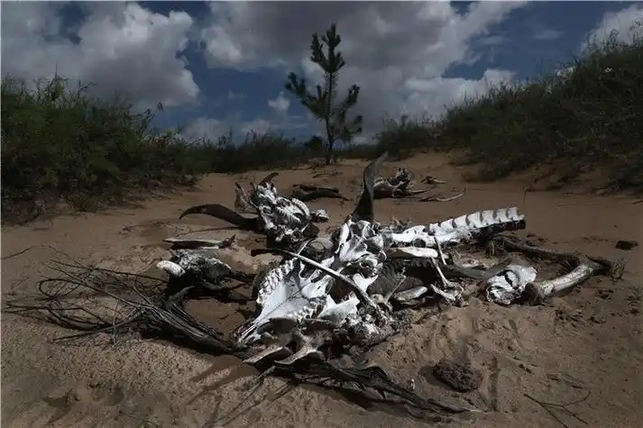 水是直接从压水井里打出来的,喂羊的水,人也喝.