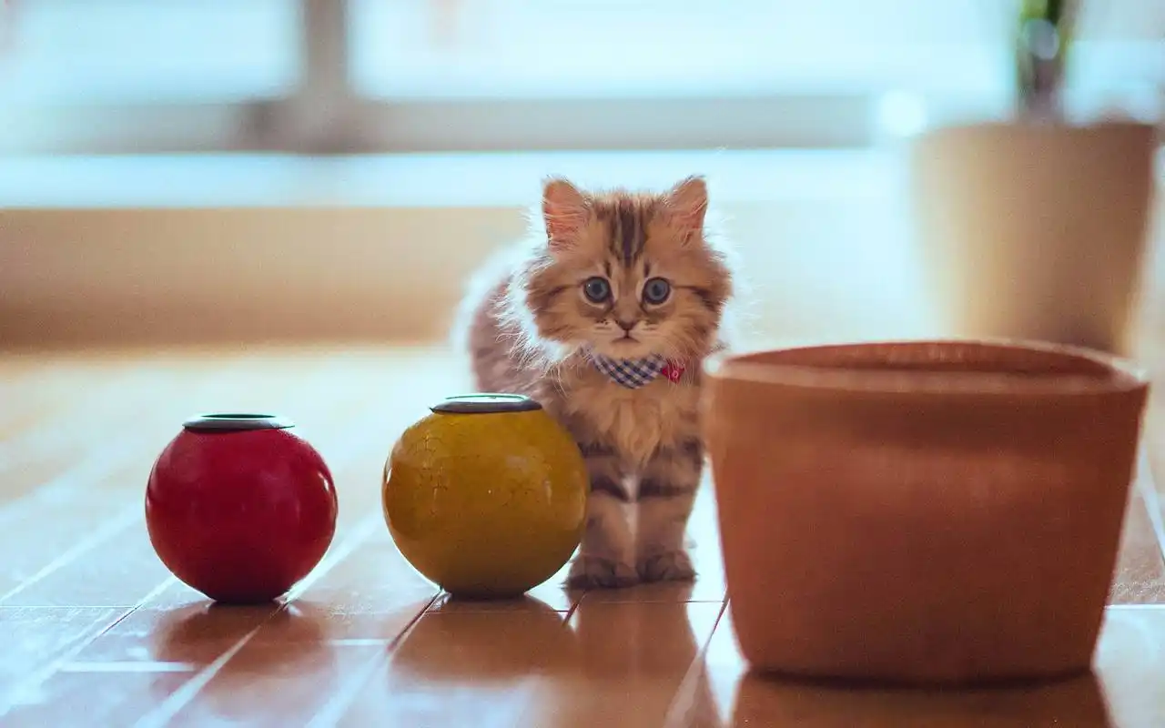 萌宠可爱喵星人电脑桌面壁纸高清大图预览1920x1200_动物壁纸下载_美