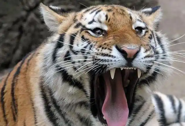 这只小老虎才一岁大,活力慢慢的,根本停不下来啊.不停打滚闹腾!