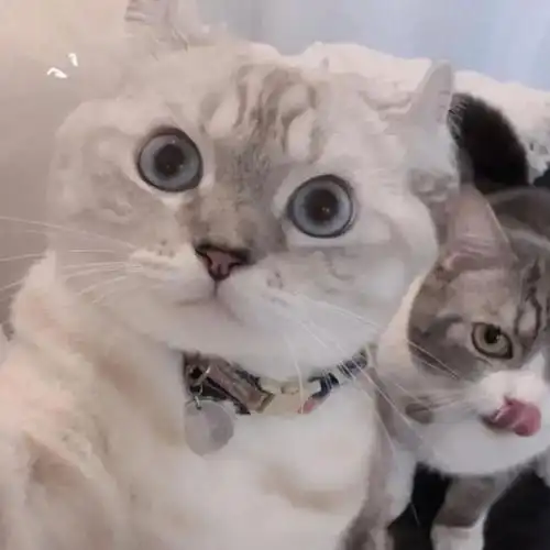 情侣头像超可爱的猫猫情头