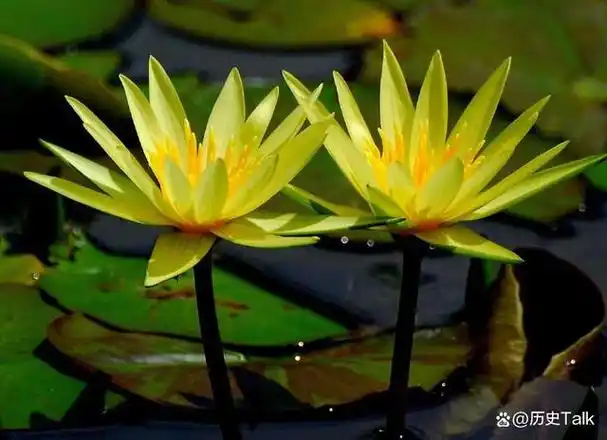 莲花的美丽不仅仅是视觉上的享受,更有着深刻的寓意.