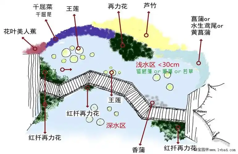 栈道景观水生植物种植平面示意图▲绿道水生种植平面示意图在配之水