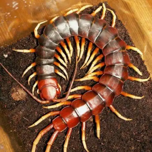 15-20cm多足观赏红头异宠活物蜈蚣活虫包活凶猛爬虫另类宠物红脚
