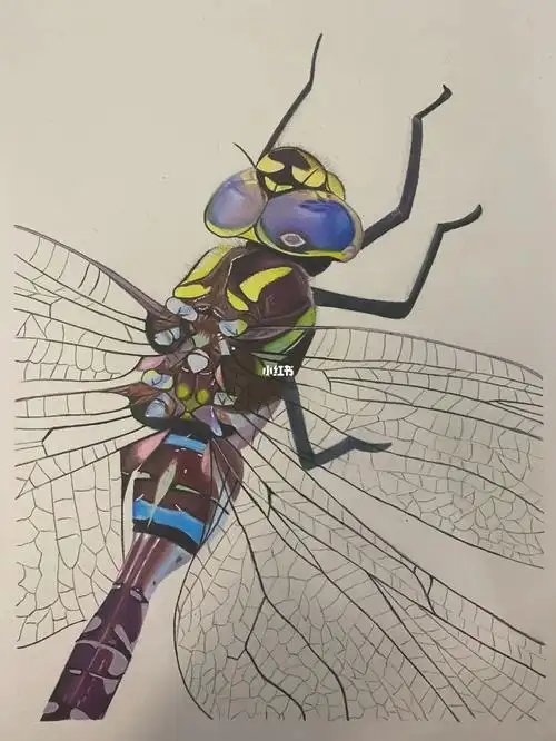 彩铅蜻蜓练习