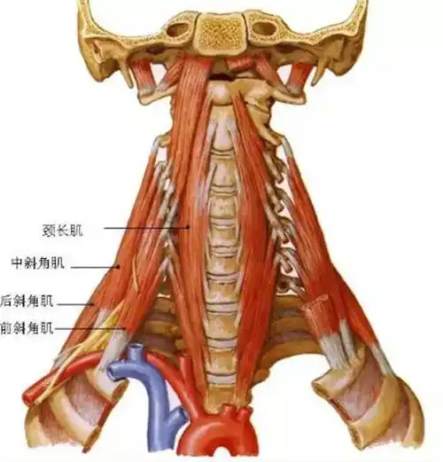 有一种痛,叫怎么睡都落枕