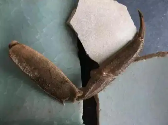 蟹爪纹为汝窑赢得宋五大名窑"汝窑为魁"之美誉