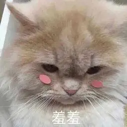 萌宠gif猫星人gif害羞gif脸红gif搞怪gif逗gif