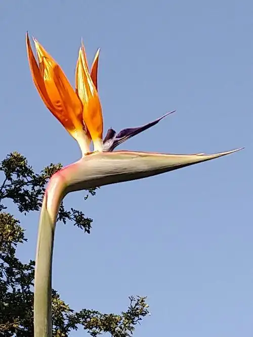 世界名花———天堂鸟