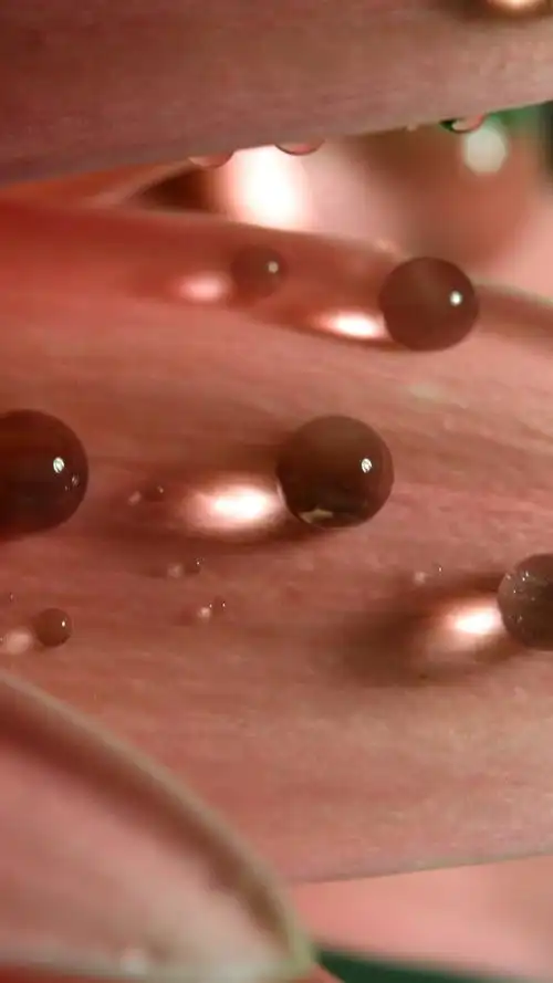 花瓣,水滴,朦胧 iphone 壁纸