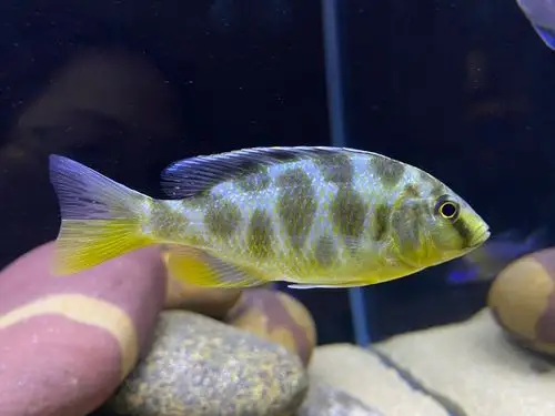 三湖慈鲷孔雀类出坑啦