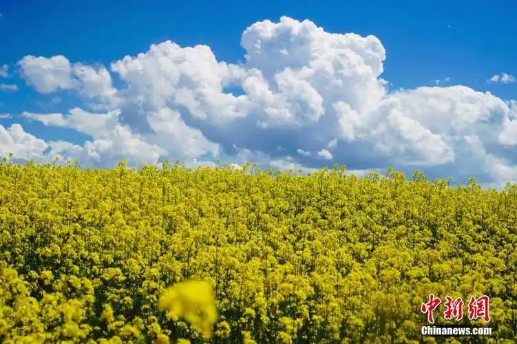 油菜花在蓝天白云的映衬下格外美丽.钱姣姣摄