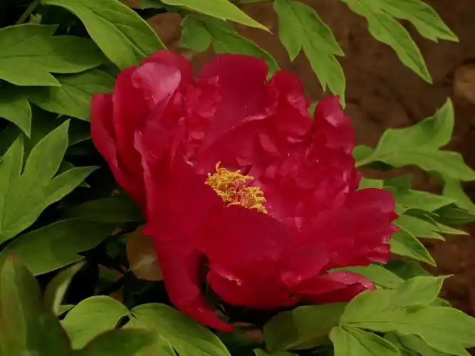 大红牡丹