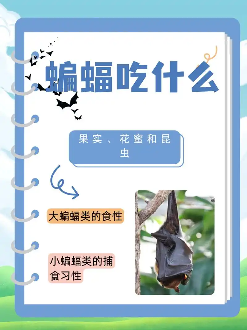 蝙蝠吃什么  蝙蝠的食性相当广泛,它们的食物种类因种类和生存环境的