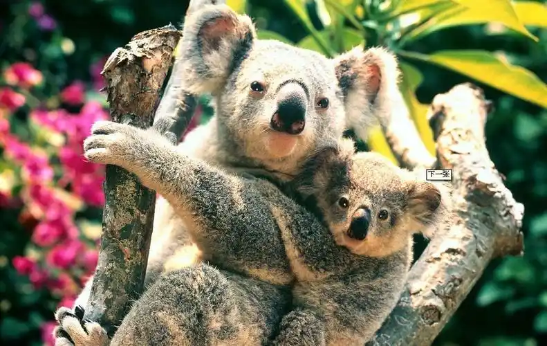 情侣考拉式拥抱图片,什么歌的歌词 男声 我想给