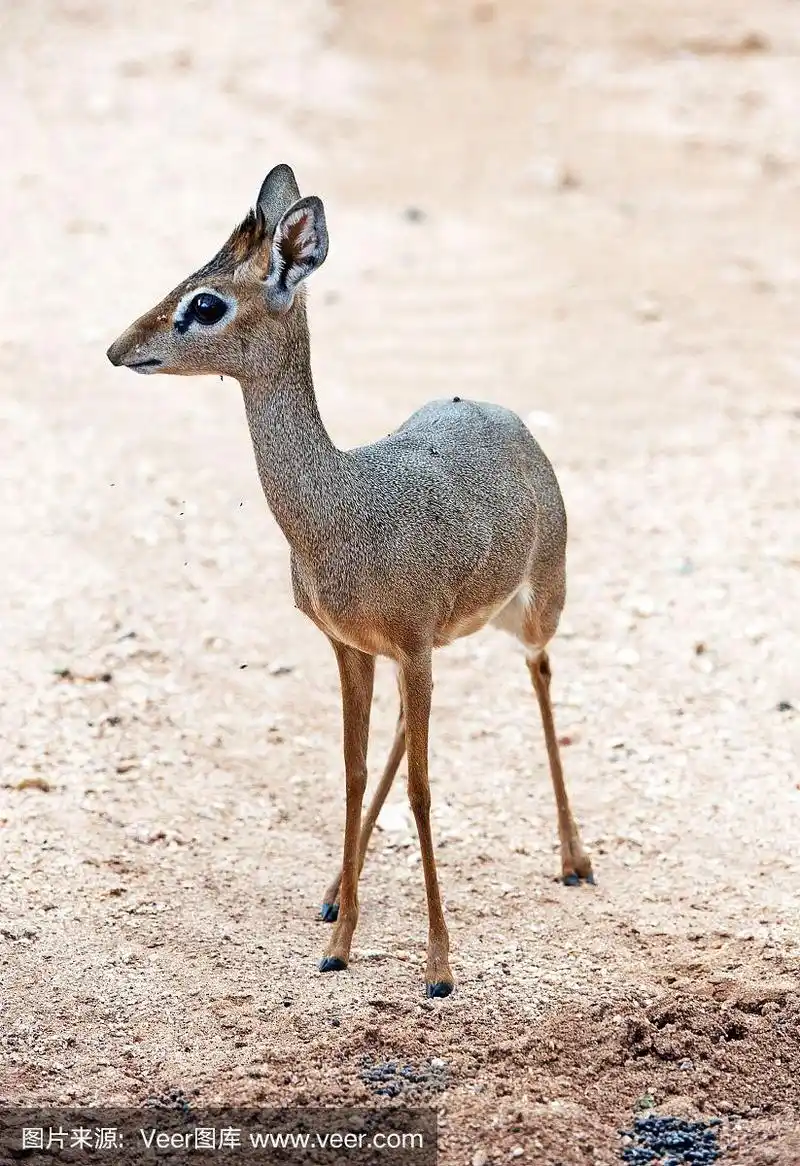 肯尼亚,非洲,机敏,一个物体,巩特尔小羚羊