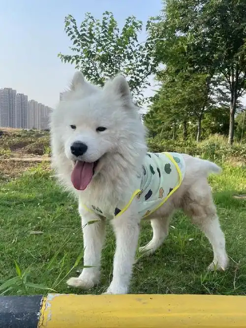 椰盟狗狗寻主##萨摩耶摆地摊