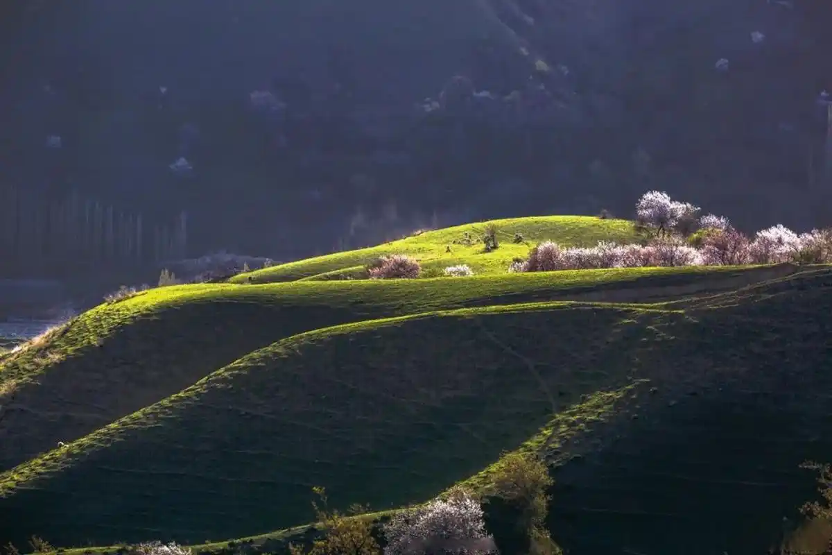 霍城大西沟福寿山的杏花 02@文旅中国02