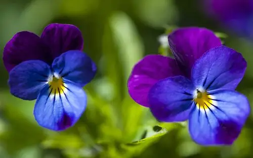 三色堇,蓝色和紫色的花瓣 壁纸