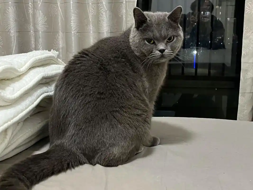肥肥的英短蓝猫.由于我的工作原因 无暇顾及猫猫(七侠) 七侠 - 抖音