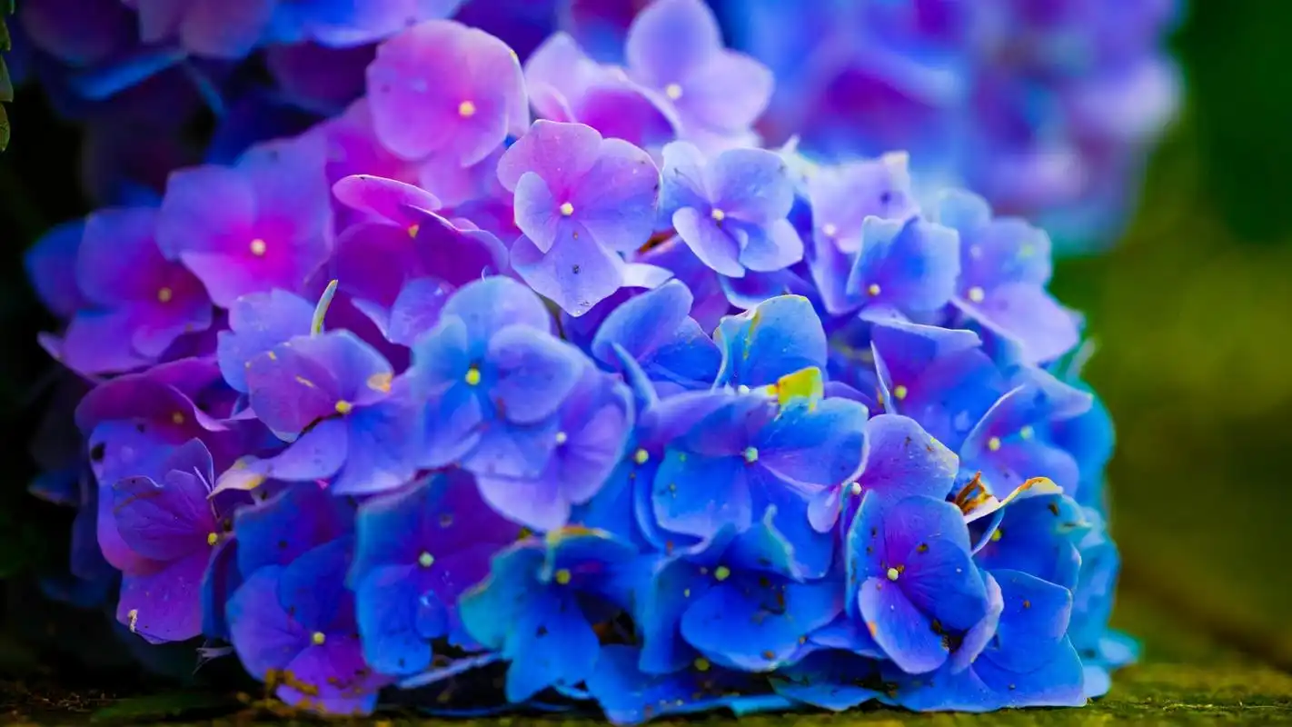 唯美好看的清新养眼大自然花草植物高清图片电脑桌面壁纸第二辑