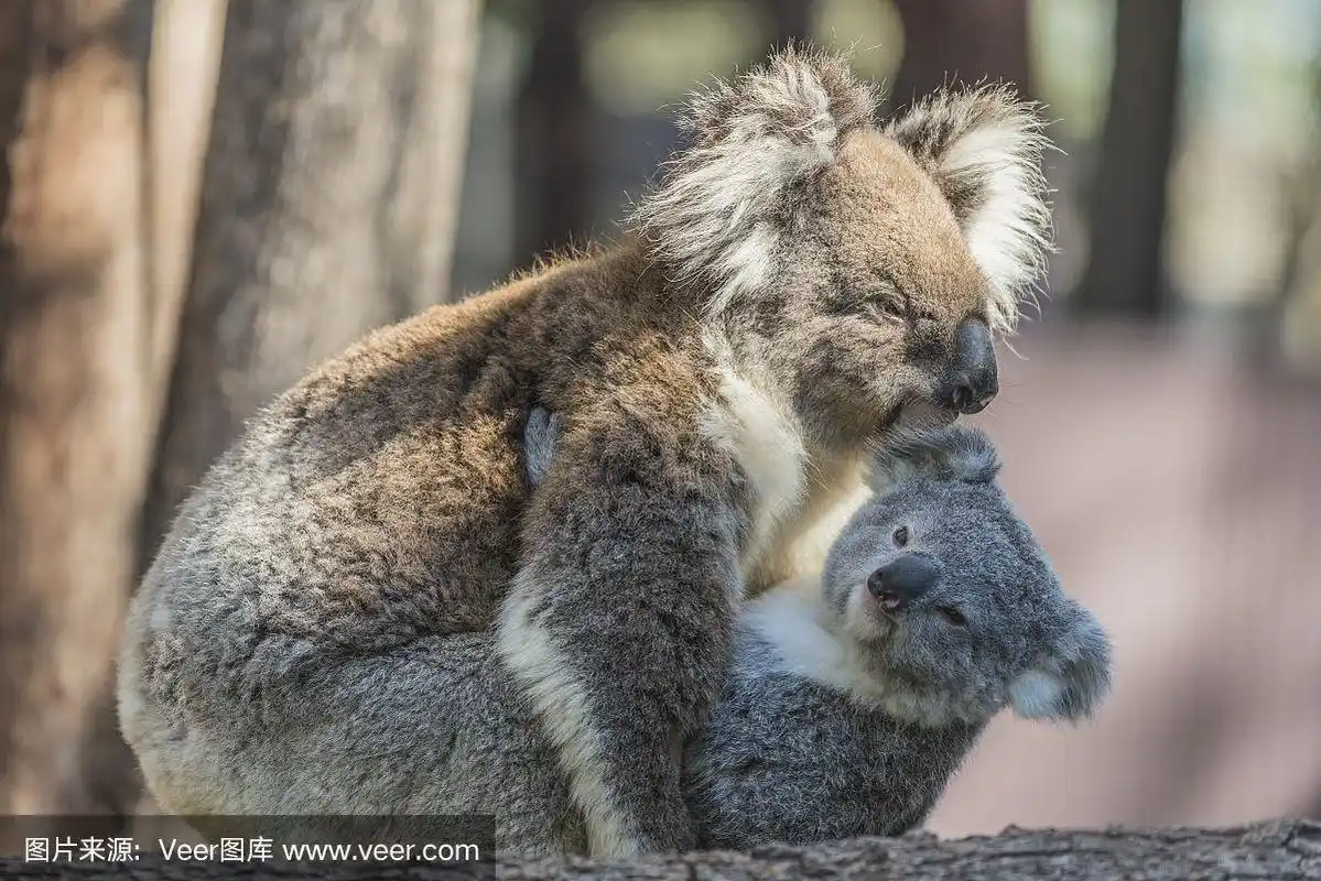 澳大利亚,考拉妈妈抱着小考拉坐在桉树树干上