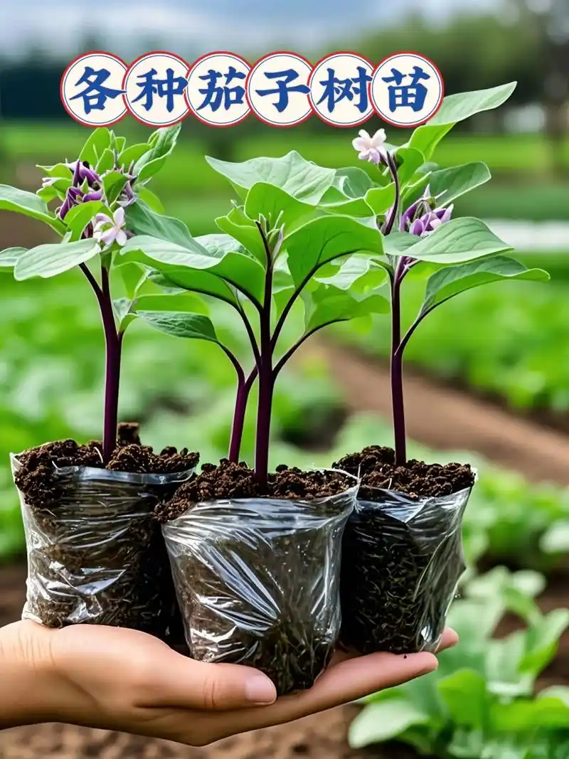 别错过我们的精选茄子种子!无论是翠