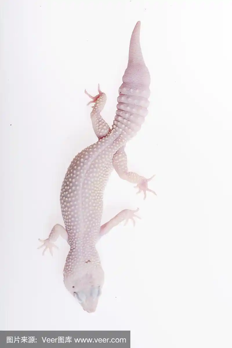 白色背景上的白豹壁虎