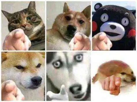 哈士奇图片搞笑表情包抖音哈士奇狗头表情包2022已更新今日热点