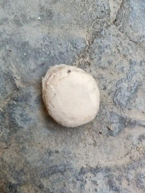 这是什么蜘蛛的卵,这么大?