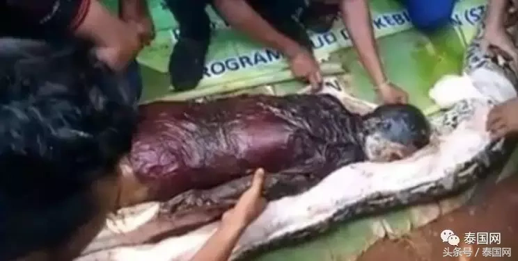 巨蟒吃人(千年巨蟒吃人)