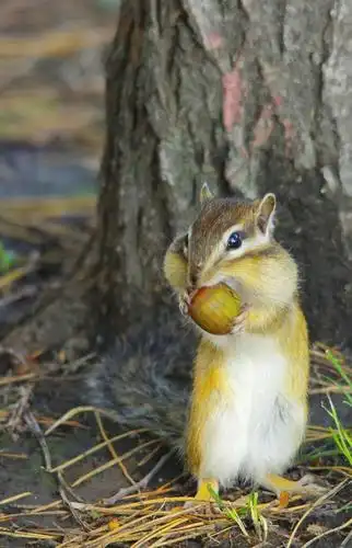 《可爱的小松鼠》 - 美篇