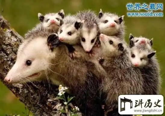 世界上最会装死的动物,负鼠(追捕者心生恐惧)