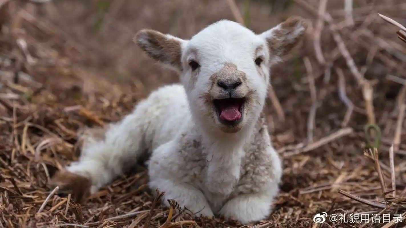 易烊千玺帅萌笑容张嘴咩咩笑谁能不心动