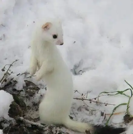 展开全部 黄鼠狼