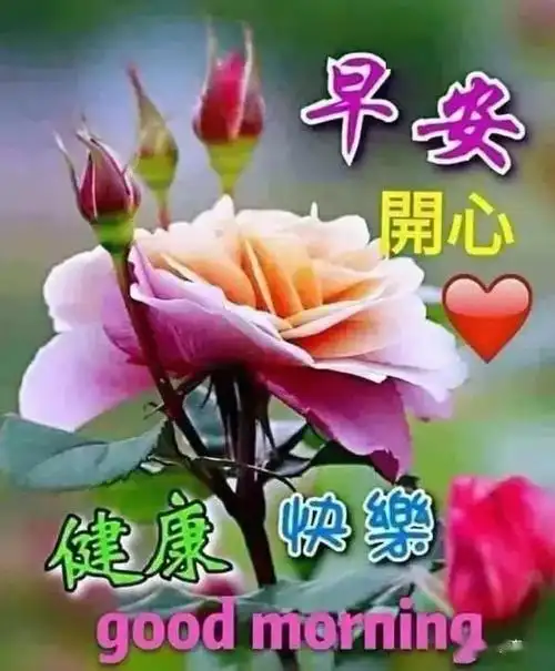 特别漂亮的早上好图片表情问候语