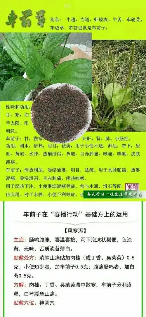 每日一味贴敷中药～车前子