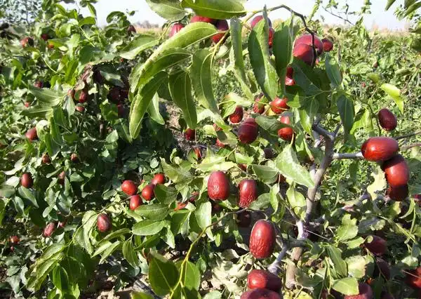 北京市外联办怀柔接待处