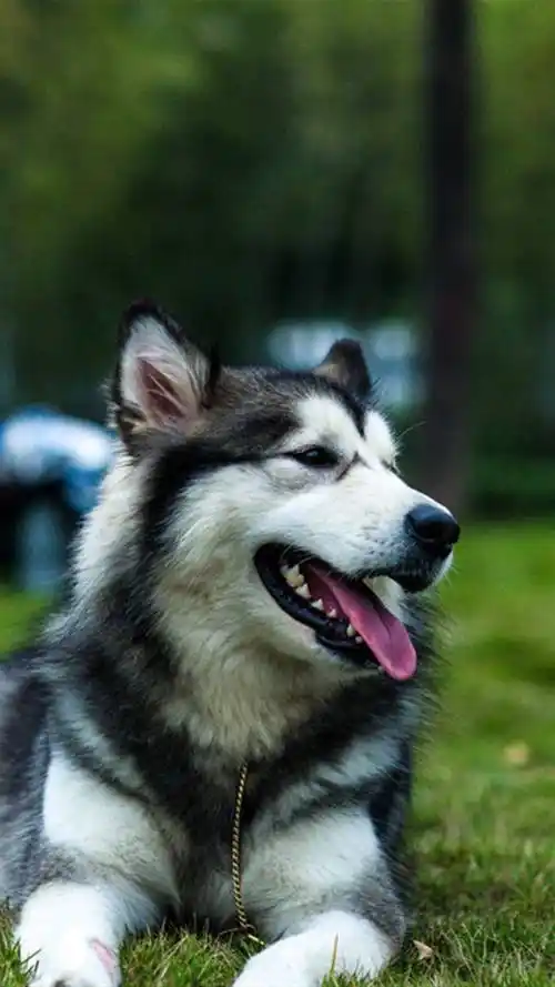 狗狗,萌宠,宠物狗,狗狗,汪星人,手机壁纸帅气阿拉斯加犬