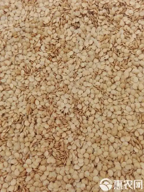 茄子种子 ≥95% 杂交种