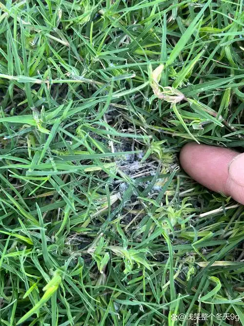 草坪里出现这样白色的小虫子是什么虫?