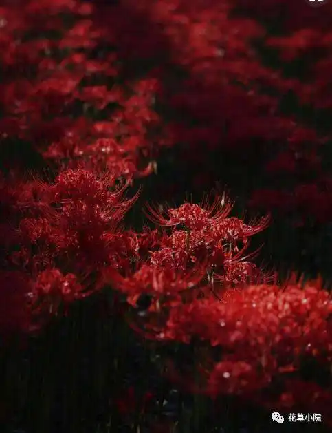 彼岸花花海,美翻天!