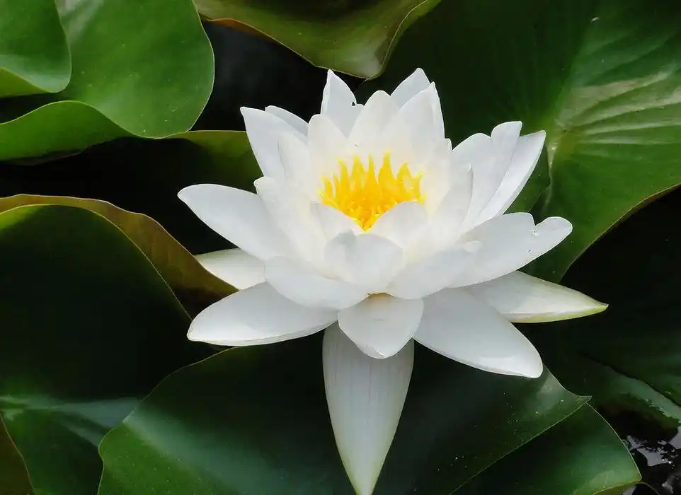 理念_紫云轩中式装修设计机构