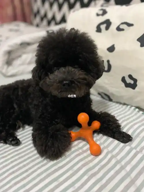 我家的宝贝叫旺仔04#黑泰迪  #泰迪  #狗狗