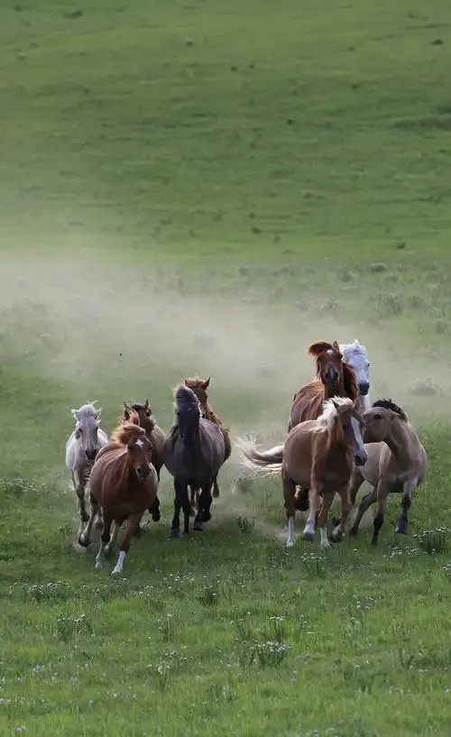 草原上撒欢的马儿