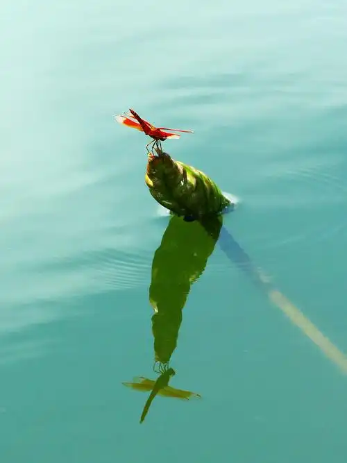 清澈的荷塘,红蜻蜓静静的伫立在荷叶上,轻盈的身段,清晰的